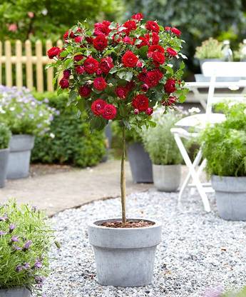 VIDISHAS HORTICULTURE 20-pcs Imported Hybrid Chinese Rose Seeds Seed