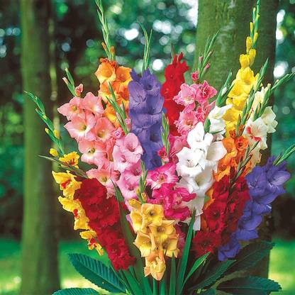 Green World Gladiolus Bulbs ( 10 Bulbs ) Seed