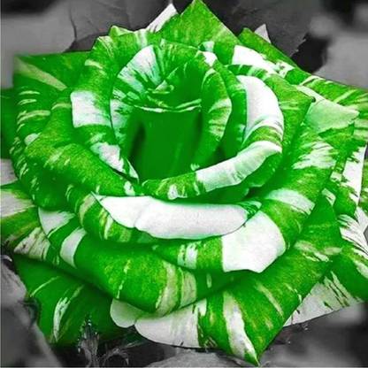 Priyathams Exotic Beautiful Green Rose Flower Plant Seed