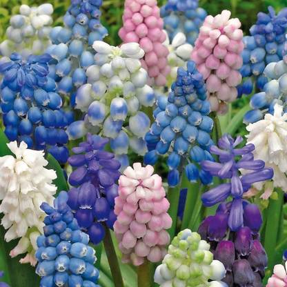 LIVE GREEN MUSCARI IMPORTED FLOWER BULB, 100% GERMINETION (PACK OF 10 BULBS) Seed