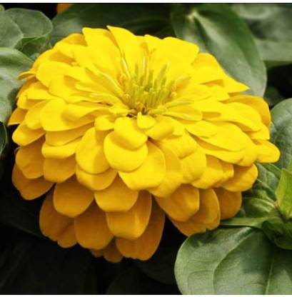 OhhSome Zinnia Elegans Canary Bird Yellow Flower Seed Exotic Flower Seeds Home Garden Plant Seeds Eco Pack Garden Plant Seeds Seed