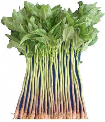 OrchidWala SADA DANTA/DATA SHAK (ডাটাশাক) - High Yield Organic Seeds Seed
