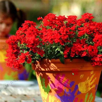 OhhSome Wild Hysso Red Mix Plants Seeds For Flower Beds Garden Plant Seeds Seed