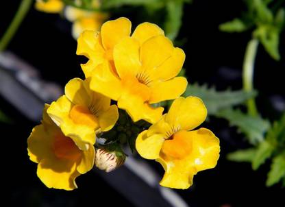 OhhSome Nemesia 'Sunsatia Lemon' Terrace Seed