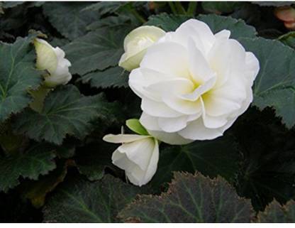 OhhSome Tuberous Begonias Flower Seeds Seed