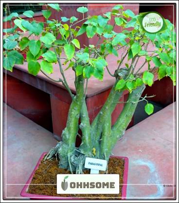OhhSome Birth Star Pooyam Nakshathra Tree Seeds : Sacred Fig Bonsai Suitable Tree Seeds Pack Seed