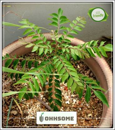 OhhSome Karepaku, Karepeku Kari-Vepa-Chettu Seeds For Rainy Season Plant Seeds For Garden Pack Seed
