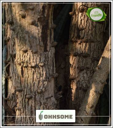 OhhSome Tree Seeds : Brazil Wood Patamg, Bakam Shade Tree Seeds Tree Seeds Pack Seed