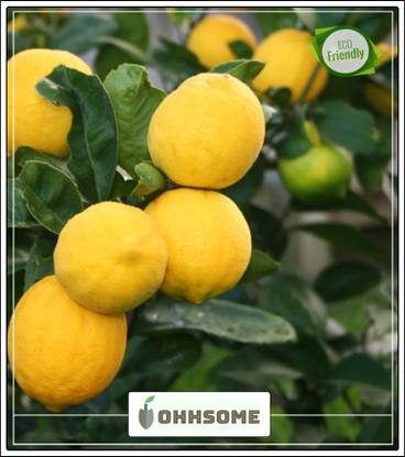 OhhSome Plants For Outfoor Lemon Seeds Galgal Nimbu Fruit Seeds Dwarf Fruit Seeds Pack Seed