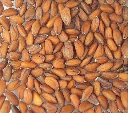 DESIILAAZ DESIILAAZ CHANDRASHOOR / LEPIDIUM SATIVUM / GARDEN CRESS / HALIM - 250 GRAM Seed