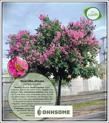 OhhSome Jarul Flower Tree Seeds Seed