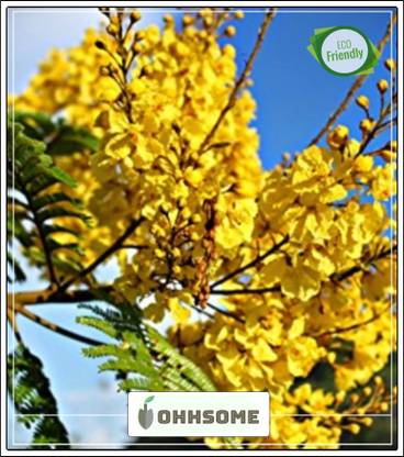 OhhSome Tree Seeds : Rusty Shield-Bearer - Tree Seeds A For All Season Home Garden Pack Seed