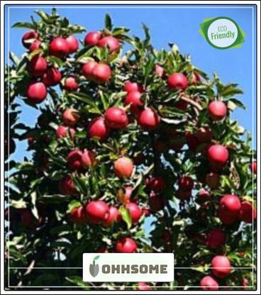 OhhSome Fruit Seeds : Dwarf Fuji Apple Tree Plant Fruit Seeds Pack Seed