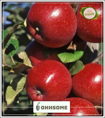OhhSome Fruit Seeds : Honeycrisp Apple Tree Sweet Fruit Seeds For Home Depot Fruit Seeds Pack Seed