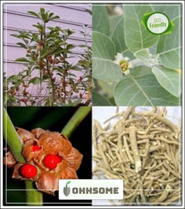 OhhSome High quality seed Adaptogens Seed