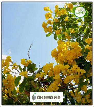 OhhSome Swarnapatti Yellow Flower Creeper Flower Plant Seeds For Front Yard Bonsai Suitable Flowering Plant Seeds Garden Pack Seed