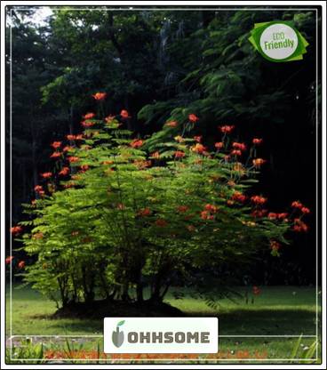 OhhSome Tree Seeds : Gulmohar Family - Caesalpinia Tree Seeds Pack Seed