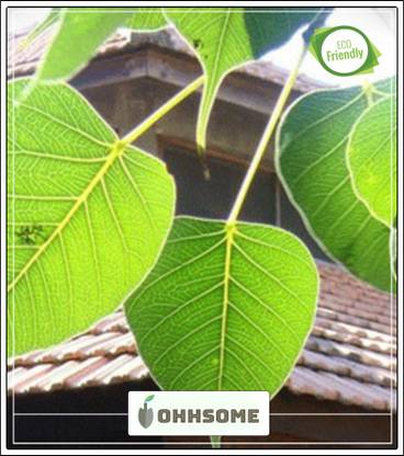 OhhSome Seeds Of Trees Ficus Semi-Evergreen Tree Seeds Mulberry Family Tree Seeds For Garden Pack Seed