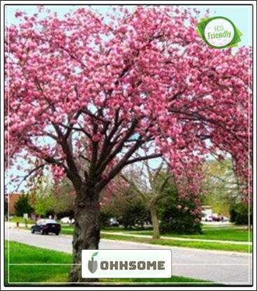 OhhSome Forest Seeds : Kavalam A - Sterculia - Insecticides Against Mosquito Larvae Home Garden Pack Seed
