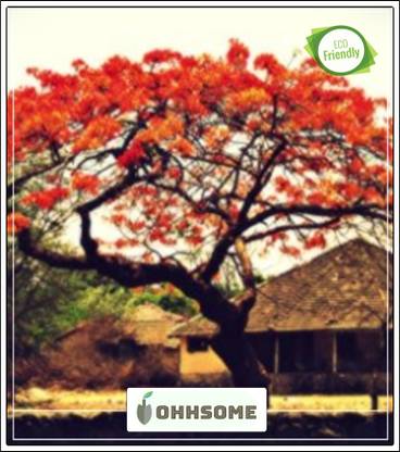 OhhSome Flowering Tree - Krishnachura - Kempu Torai Delonix Regia - Seeds Seed