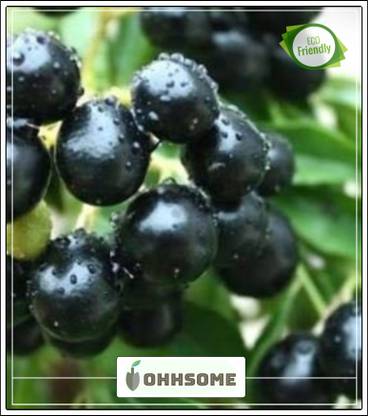 OhhSome Fruit Seeds Blackberry Like Fruit (Syzygium Family) Ornamental Plants Seeds Fruit Seeds Kitchen Garden Pack Seed