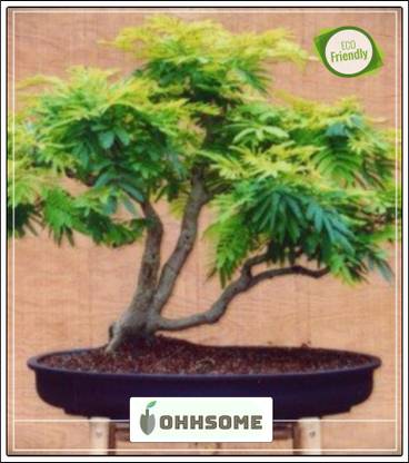 Ohhsome Imported Flame Tree Bonsai Suitable Seeds Seed Price In India Buy Ohhsome Imported Flame Tree Bonsai Suitable Seeds Seed Online At Flipkart Com