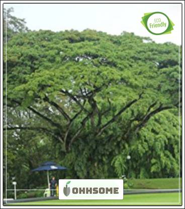 OhhSome Forest Seeds : Gulabi Siris - Best A Shade Tree For A Home Home Garden Pack Seed