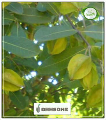 OhhSome Herb Tree Sadada Seeds For Cultivation Tree Seeds Garden Pack Seed