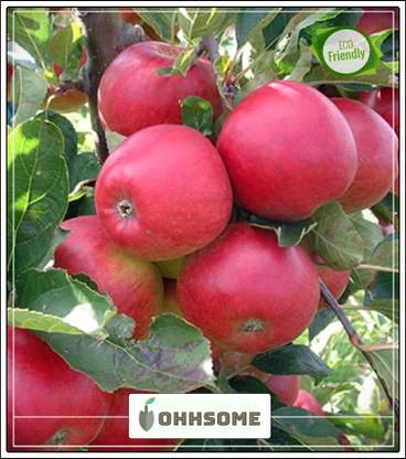 OhhSome Fruit Seeds : Candy Crisp Apple Tree Certified Seeds Fruit Seeds For Planting Fruit Seeds Pack Seed