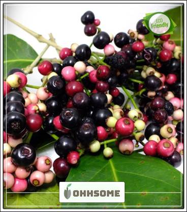 OhhSome Fruit Seeds Naval Njaval Pazham Blackberry Like Fruit (Syzygium Cumini) Rare Fruit Seeds Fruit Seeds Kitchen Garden Pack Seed