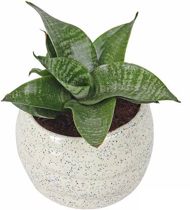 Zaavic Green Snake Plant Ceramic Big Pot Plant Container Set