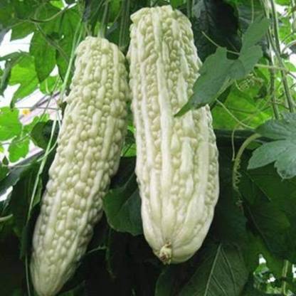 Shop 360 Garden Bitter Gourd White Seeds Pack Of 15 Seeds Seed Price In India Buy Shop 360 Garden Bitter Gourd White Seeds Pack Of 15 Seeds Seed Online At Flipkart Com