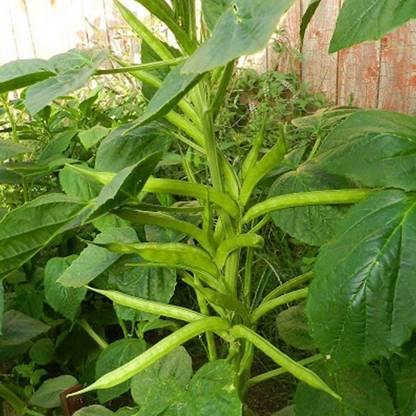 SHOP 360 GARDEN Desi Gawar / Cluster Beans Vegetable Seeds (Pack of 200 Seeds) Seed