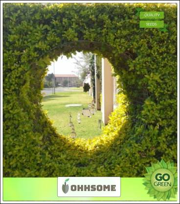OhhSome Golden Dewdrop Duranta Seeds For Nursery Garden Seeds Kitchen Garden Seeds Pack Seed