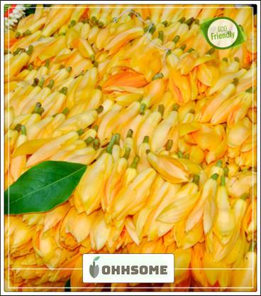 OhhSome Shade Tree With Flowers White Champa Garden Flower Tree Seeds Kitchen Garden Seeds Pack Seed