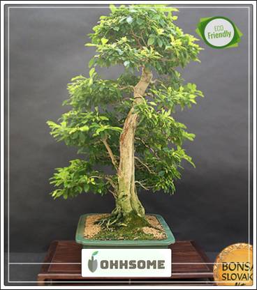 Ohhsome Bonsai Tree Bonsai Tree Seeds For All Season India Skyflower Bonsai Tree Bonsai Tree Seeds Bonsai Tree Seeds Kitchen Garden Bonsai Tree Seeds Pack Seed Price In India Buy Ohhsome