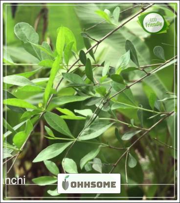 OhhSome Plant Seeds Mehndi (Henna) Plant Henna Tree Seeds Kitchen Garden Seeds Pack Seed