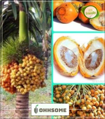 OhhSome Puga seeds for gardening Seed