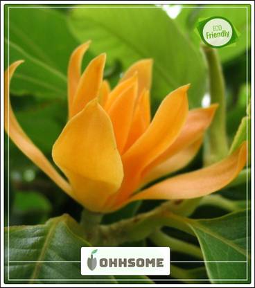OhhSome Joy perfume tree Chompa,Champaka,Sambagan Plants Seeds Seeds Kitchen Garden Seeds Pack Seed