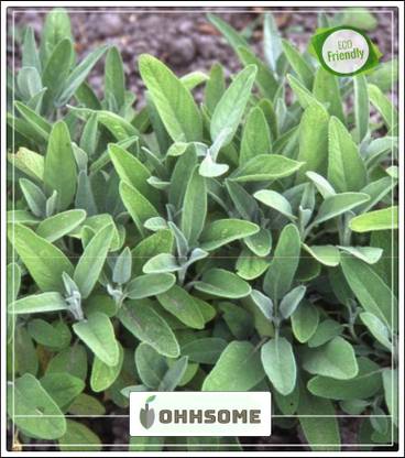 OhhSome Herb Plant Seeds For Balcony Parsley Herb Seeds - Ajmood (Hindi) Plant Seeds Seeds Kitchen Garden Seeds Pack Seed