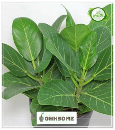 OhhSome Garden canopy Banyan Tree Largest Trees In The World By Canopy Coverage A Remarkable Tree Of India Seeds Kitchen Garden Seeds Pack Seed