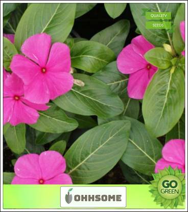 OhhSome Billa Ganneru Flower seeds For Garden Seed