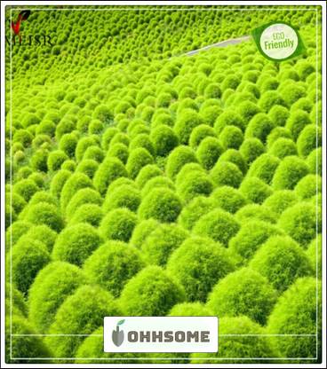 OhhSome Grass Family Broom Cypress - Grass Seeds Hedge Grass Seeds Seed
