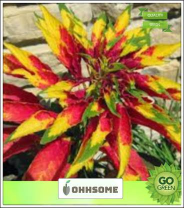 OhhSome Elephant-head amaranth Seeds for home decor Seed