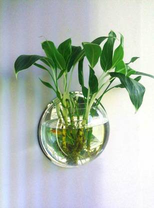 SRI Opaque Mirror Background Acrylic Wall Aquarium with Stone, Fish Net and Plant  Round Ends Aquarium Tank