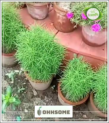 OhhSome Foliage plant - Kochai Scoparia Burning Bush Seed