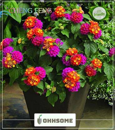 OhhSome Shady Flower Seeds Arch Man Seeds For Flower Pots Seeds Kitchen Garden Seeds Pack Seed