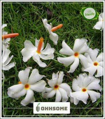 OhhSome Tree seeds Queen of the night Flower Seeds Pavizhamalli Shade Seeds Pack Seed