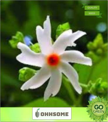 OhhSome Queen of the night Flower Seeds Pavizhamalli Shade Seeds Pack Seed