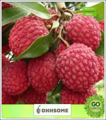 OhhSome Tree seeds Lici Fruit Tree Seeds Exotic Seeds Seeds Kitchen High quality seeds Seed